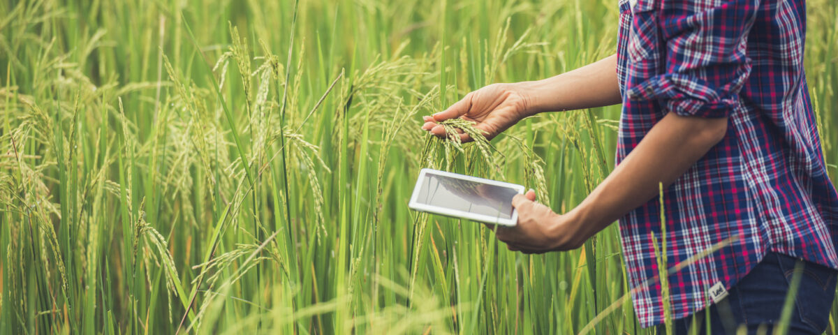 Cara unik menanam padi